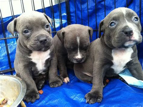  We ship red nose bully puppies and blue nose bully puppies for sale in Florida cities like Jacksonville, Naples, Sarasota, and St Petersburg