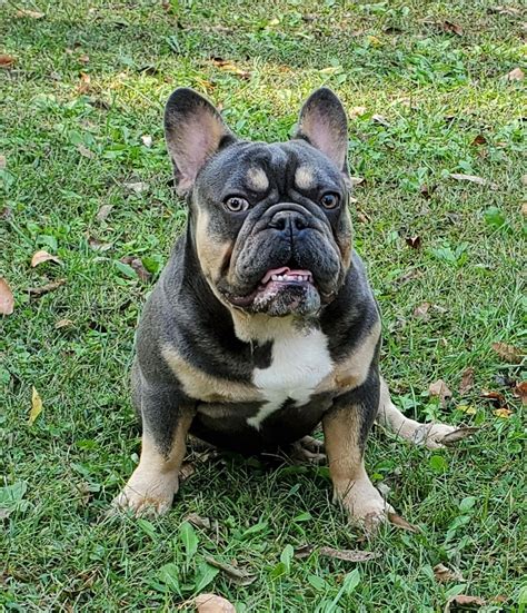  We specialize in English and French bulldogs in Oklahoma and we dedicate ourselves to providing healthy, loveable dogs that make perfect additions to any family