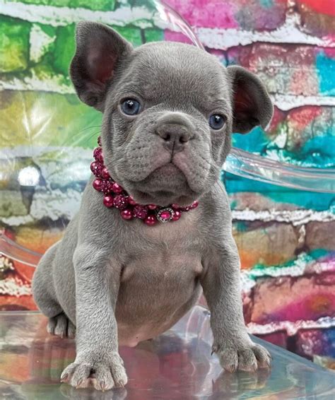  We specialize in home- raised French Bulldogs for sale, frenchies for sale,cheap french bulldogs for status as all of the other higher priced pups