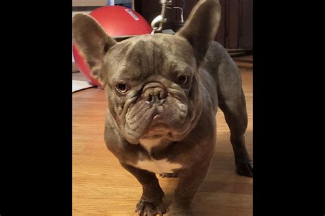 We specialize in producing only the finest pure-bred AKC registered Frenchies with rare coat colors, small
