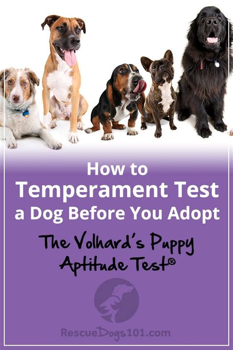  We specialize in temperament testing and excellent, veterinarian approved health protocol