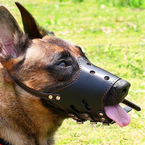  We specialize in the big European lines with Strong muzzles, large ear tips, long tails, heavier boning, and generous size
