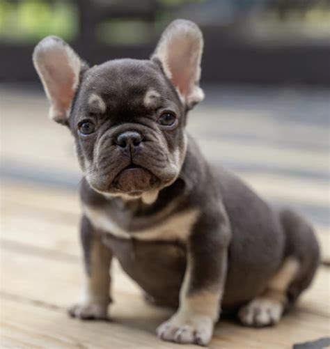  We specialize is the smallest exotic teacup French Bulldogs and have over 40 years of experience
