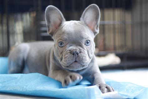  We spent years of research before we bought our first Frenchie