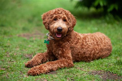  We started with this breed after having Australian Labradoodles for many years