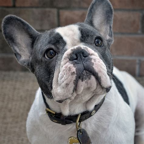  We strive to breed French Bulldogs who are Healthy, playful, and loving