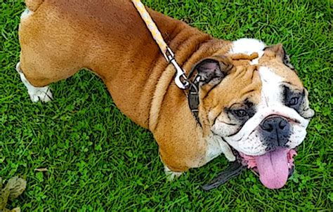  We strive to make healthy English Bulldogs that are great companions for you and your family