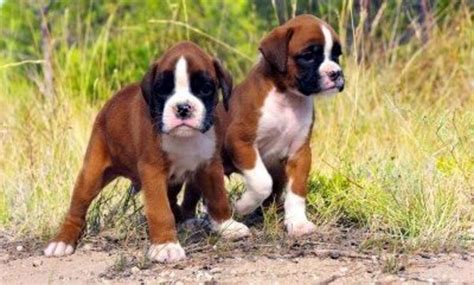  We strive to produce healthy, well-rounded Boxer puppies that will make others as happy as our dogs have made us!  Parents are available for viewing