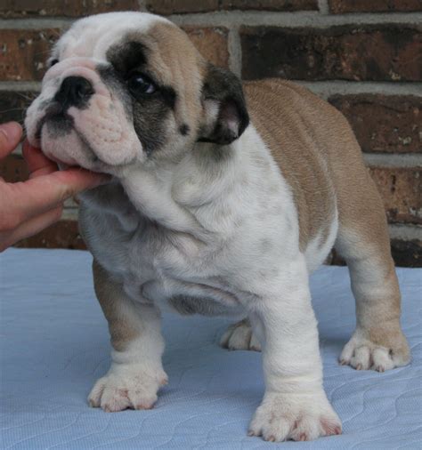  We strive to produce quality, healthy, and happy bulldogs that adhere to the AKC breed standard