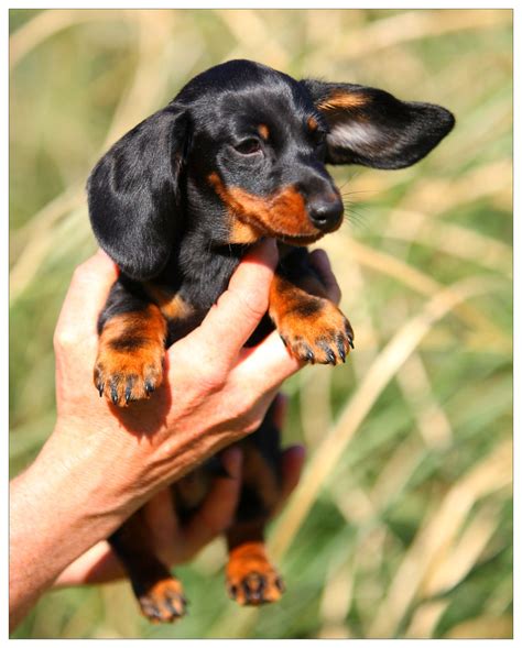  We strive to produce quality puppies with excellent temperaments and health that are true to the dachshund standard