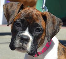  We strive to support your adoption to make it a success for you and your new Boxer friend