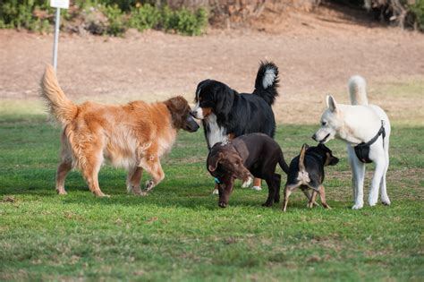  We strongly believe in training and socialization for all our dogs