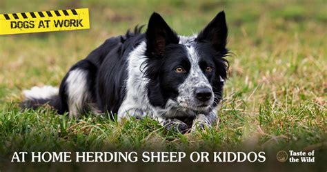  We suggest looking at other herding dogs