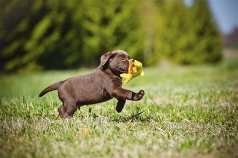  We take great care to ensure that our puppies are healthy, well-adjusted, and ready to become lifelong companions to their new owners