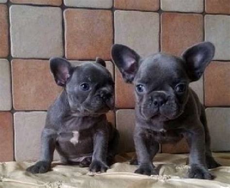 We take pride in offering Ohio the highest quality AKC blue french bulldog puppies in a variety of colors