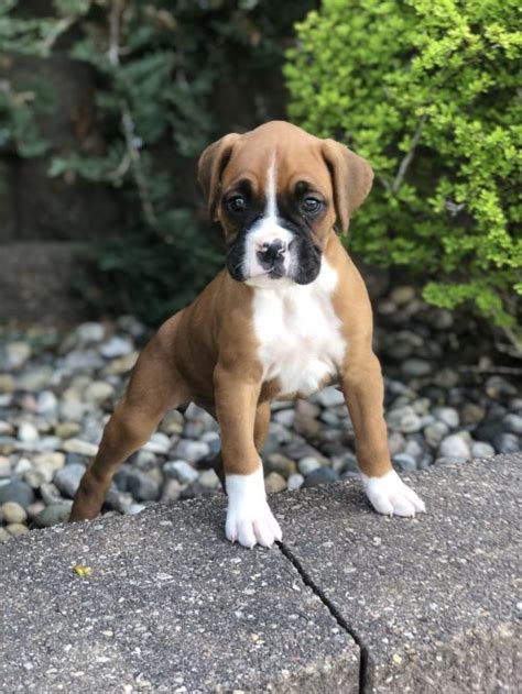  We take pride in providing our buyers with the best Boxer puppies to add to their family