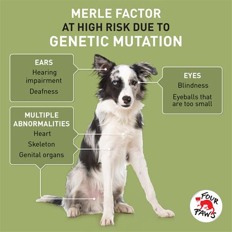  We test our breeding dogs for genetic health issues and work to prevent the spread of inherited diseases