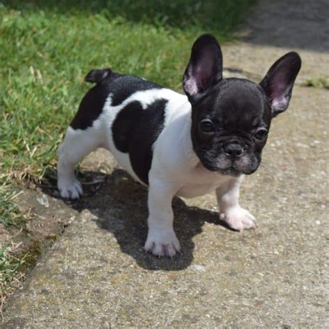 We understand that bringing a French Bulldog into your home is a big decision and we are happy to provide all the necessary information about French Bulldog care, training and health
