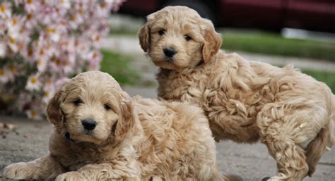  We usually have a good selection of very high quality doodle puppies