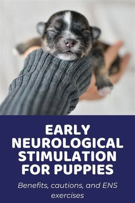 We utilize Puppy Culture and Early Neurological Stimulation methods for the best head start possible for your puppy