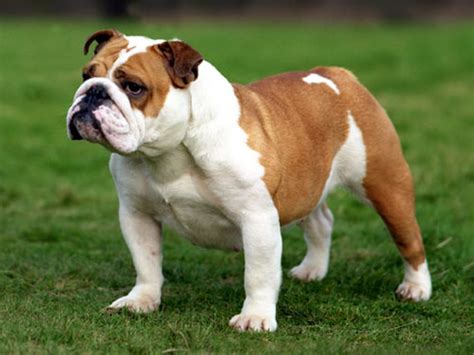  We want our Bulldogs to be friendly with people, yet protective of their home and of us
