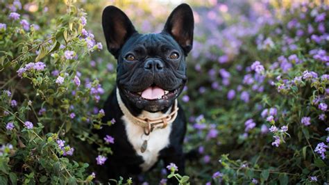  We will describe the most common issues seen in French Bulldogs to give you an idea of what may come up in her future