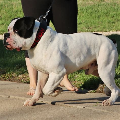  We will describe the most common issues seen in Olde English Bulldogges to give you an idea of what may come up in her future