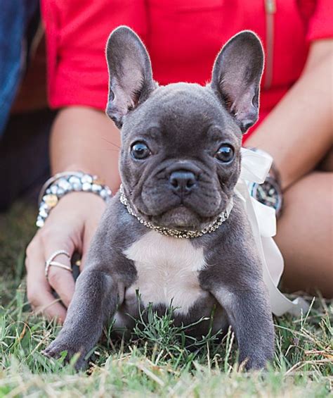  We will do our best to help you adopt the Frenchie of your dreams