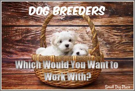  We work with only the best breeders, so you can be sure you