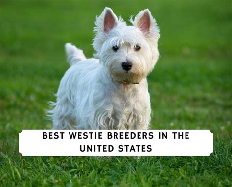  We work with the best breeders across the United States and bring them directly to you