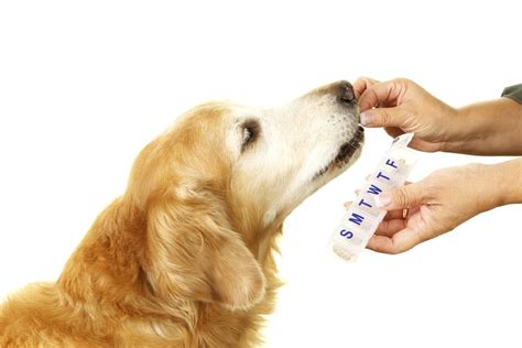  We would always recommend consulting with a professional before combining supplements with prescriptions to ensure pet safety
