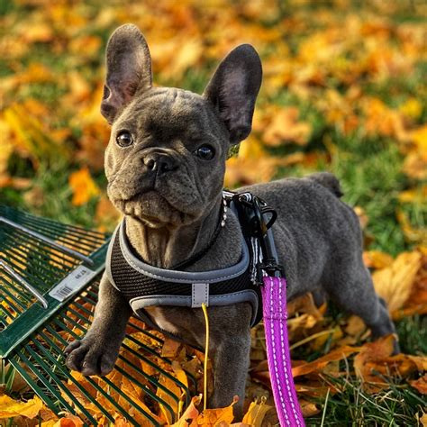  Website: Premier Pups French Bulldogs