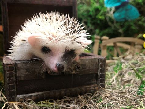  Website: Prickle Farms Hedgehogs