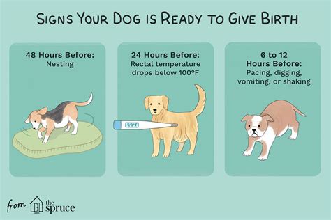  Week 8 will see your dog preparing for the birth, showing nesting behaviour and with the puppies moving around within the uterus as they prepare to leave