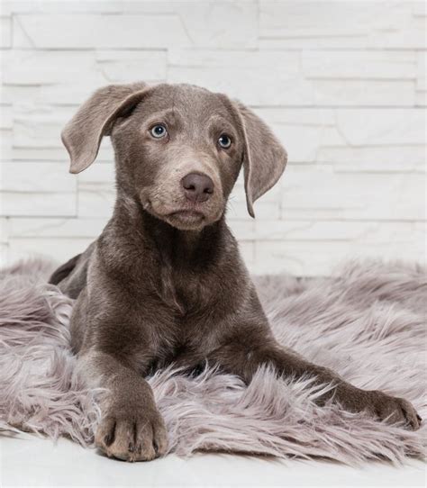  Weimaraner and Labrador Health Any mixed breed dog will be susceptible to inheriting the health issues of the parent breeds