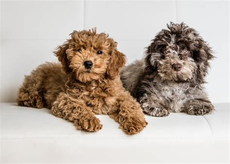  Welcome to Best Doodle Puppy, home of Gorgeous Goldendoodles- your premier doodle breeder in Indiana specializing in gorgeous Goldendoodles, Bernedoodles, and Sheepadoodles