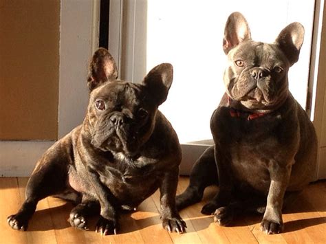  Welcome to Double D Frenchies!! We are a small home breeder located in New Jersey that specializes in French Bulldogs of all colors including the rare