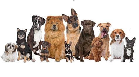  Welcome to Free Dog Listings - the top canine online resource