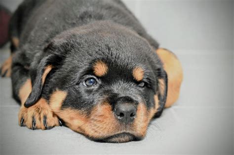  Welcome to Kings Rottweilers in Ohio