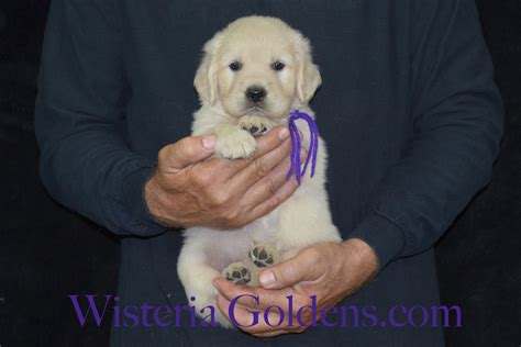  Welcome to Moonlit Goldens! This litter consists of five girls and four boys