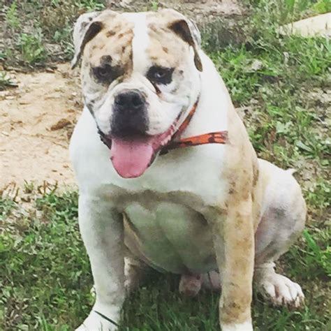  Welcome to Texas Outback Kennels! Welcome to Iris Farms Bulldogs! We offer some of the most loving bulldogs with excellent health and championship bloodlines