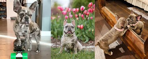  Welcome to Woodland Frenchies and the Coblentz family! French Bulldogs have become increasingly popular pets in recent years, known for their affectionate nature and distinctive appearance