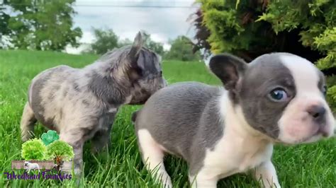  Welcome to Woodland Frenchies and the Coblentz family! If a Corgi pup has had all its vaccinations, shots and deworming already, it will cost a bit more