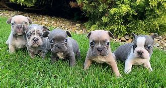  Welcome to Woodland Frenchies and the Coblentz family! The kennel is located in Texas but will ship or deliver puppies anywhere in the United States