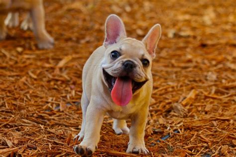  Welcome to french bulldogs of florida