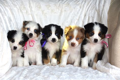  Welcome to our Miniature Puppies page