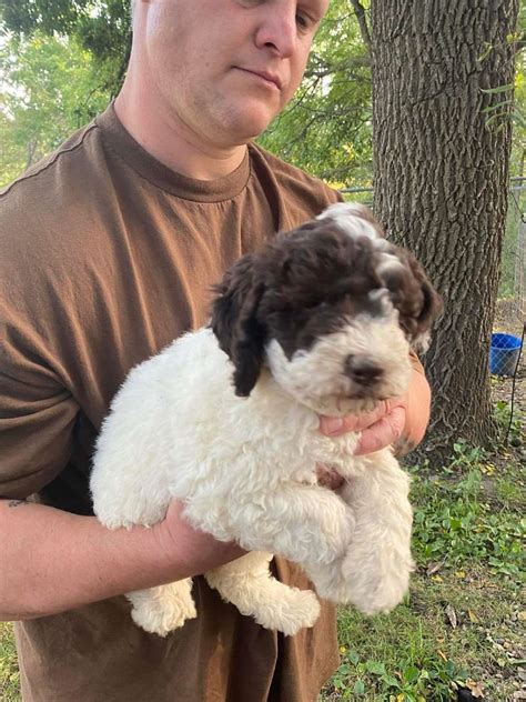  Welcome to our Minnesota Puppies for Sale page