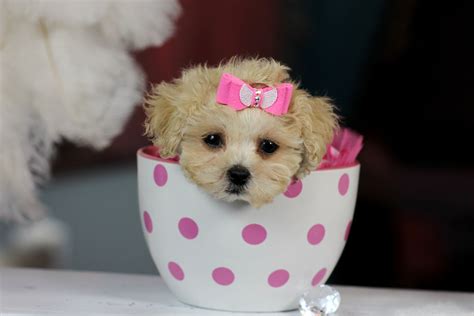  Welcome to our Teacup Puppies page