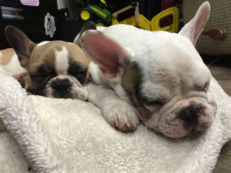  Welcome to the internet home of Hoosier French Bulldogs