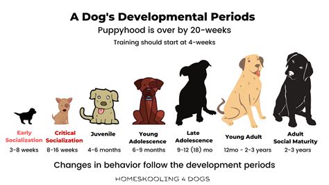  Well, there are several key socialization periods as well and the first one occurs during the first 8 weeks, and this is when puppies begin to bond and trust their human family